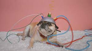 The writers work on a freelance basis, being paid by ar. Pixel The Pug Is Back Helping Google Show Off More Of What Its Phones Can Do