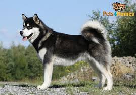 Common health issues in huskies and malamutes. Black Alaskan Malamute Husky Mix Pets Lovers