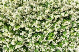 Jasmine star trachelospermum confederate jasminoides climbers vine chinese garden trellis evergreen texas davesgarden climber wall plants fence honeysuckle clematis tree. 316 Jasmine Climber Photos Free Royalty Free Stock Photos From Dreamstime