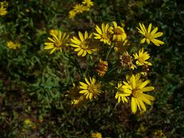 Lasting into fall and even withstanding frosts, this native aster attracts all types of butterflies, birds, and bees to your garden and is a great way to provide nectar to pollinators late in the season. Chrysopsis Mariana Golden Aster Maryland Aster Maryland Golden Aster North Carolina Extension Gardener Plant Toolbox