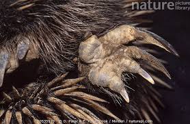 Short Beaked Echidna Tachyglossus Aculeatus Showing Long Second Claw Used For Grooming D Parer E Parer Cook Echidna Nature Pictures Grooming