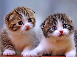You can also upload and share your favorite keqing wallpapers. Kucing Anggora 1600x1178 Wallpaper Teahub Io