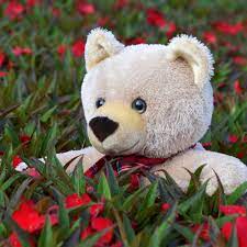 Teddybär Geschichte » Warum Heißt Teddybär Teddybär? | Steiner
