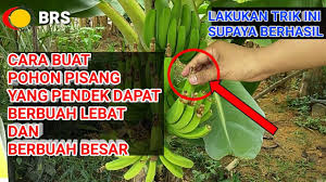 Gambar pohon pisang yg berbuah. Cara Buat Pohon Pisang Yang Pendek Dapat Berbuah Lebat Dan Berbuah Besar Youtube