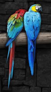 Pin Von صور خلفيات موبايل Auf صيصان كتاكيت Chicks Hintergrund Vogel Vogel Als Haustiere Bunte Papageien