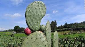 Santa rita (purple prickly pear). Climate Change Mexican Company Harnesses The Power Of Pickly Pear Cactus To Fuel Cars Cnn