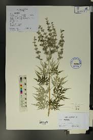 Image result for Vitex obovata