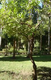 Image result for Mascarenhasia