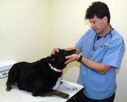 Arlington pet clinic steven gowen dvm. Arlington Companion Pet Clinic Opens Arlington Times
