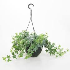 Care Instructions For Hedera Helix English Ivy Common Ivy Ivy Plants For Hanging Baskets Hanging Plants Ivy Plant Indoor