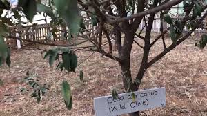 It is also found in inland sandy forests. Wild Olive Tree Youtube