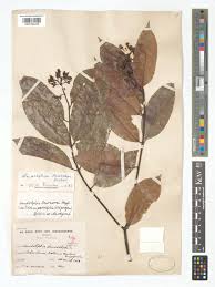 Image result for Landolphia owariensis