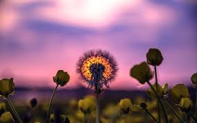 President millard fillmore and elbert hubbard. Tlp Mediaplayer Wallpaper Magic Part 465 Dandelion Nature Flowers