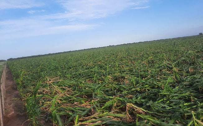 Daños en cultivos del norte cordobés “nunca vistos en 17 años” a causa del viento • Agroverdad - Noticias e Información del Agro