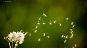 With tenor, maker of gif keyboard, add popular nature birds animated gifs to your conversations. Natureza Naturaleza Gif On Gifer By Truthrunner