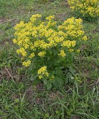 Plants bloom for a long period from spring through summer, with each flower lasting a day. Yellow Rocket Mizzou Weedid