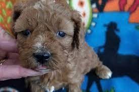 Puppies For Sale Topoftheridgekennel Puppies For Sale Pets Puppies