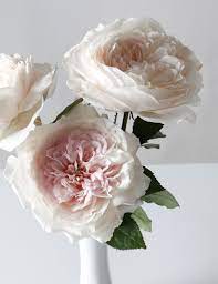 Wabara Garden Roses The Incredible Japanese Garden Rose Hiyoli Has Tones Of Blush Pink White And Apricot In The Middle She Japanese Garden Rose Rose Garden