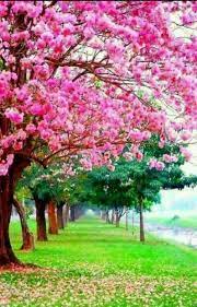 Sign In Beautiful Landscape Wallpaper Flowers Nature Nature Pictures