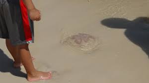 The area including panama city beach is known as the emerald coast, as well as the redneck riviera. Reisetipps Florida Usa St Andrews State Park Panama City Beach