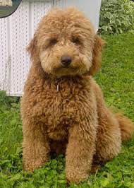 This will save you tons of time trying to find a reputable breeder, purchase a healthy dog, and find your lifelong friend. Mini Goldendoodle For Sale Near Me Mini Goldendoodle
