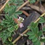 Image result for Indigofera microcarpa
