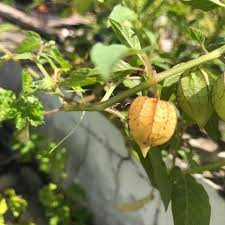 Image result for Physalis angulata
