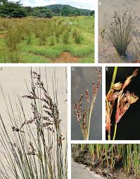 Image result for Juncus kraussii