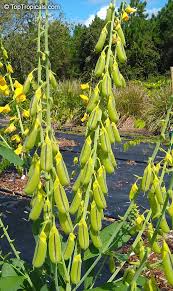 Image result for Crotalaria gazensis
