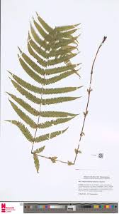 Image result for Pseudocyclosorus