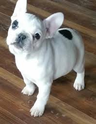 They come with papers, shots, and health guarantees. French Bulldog Puppy For Sale Adoption Rescue For Sale In Springfield Missouri Classified Americanlisted Com