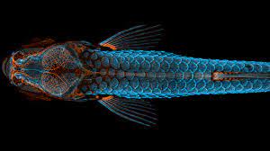 Glowing Brains Fish Embryos And A Snail Tongue Taste Success In Microscopy Photo Contest Live Science