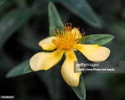 Image result for Clusiaceae