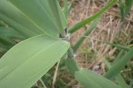 Image result for Phragmites australis