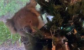 Costumes, christmas trees, graduation, artificial flowers Family In South Australia Find Live Koala In Their Christmas Tree Wildlife The Guardian