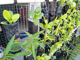 Nah, kali ini bacaterus akan membagikan cara bertanam hidroponik dengan menggunaan botol bekas sebagai sarana untuk menanam tanamannya. Berkebun Di Lahan Terbatas Menggunakan Barang Bekas Sorot Nusantara