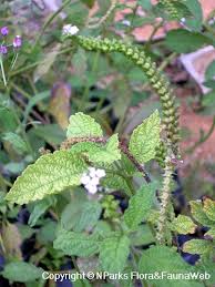 Image result for Heliotropium indicum