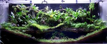 Building The Perfect Paludarium Tank Animals Plants Waterfalls