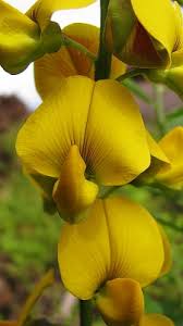 Image result for Crotalaria caudata