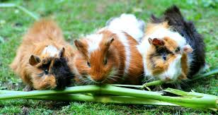 Mon Lapin Ou Mon Cobaye Peut Il Manger Des Fruits Et Legumes Bamm Paris