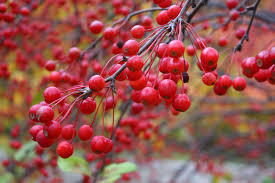 One of the best new england fruits for pies and jams is autumn olive. 11 Best Trees To Plant For New England Style Foliage Gardenista