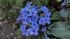 Image result for Eranthemum pulchellum