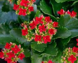 Kalanchoe Blossfeldiana Kalanchoe Blossfeldiana Kalanchoe Flowers Plants
