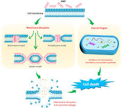 Frontiers | Efficiency of Antimicrobial Peptides Against  Multidrug-Resistant Staphylococcal Pathogens