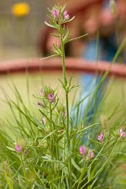 Image result for Misopates