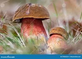 Image result for Boletus sp.