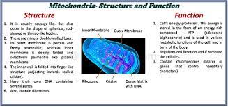 Mar 03, 2017 · mitochondria have two membranes, an outer membrane and an inner membrane. Structure And Function Of A Cell And Its Organelles Selftution