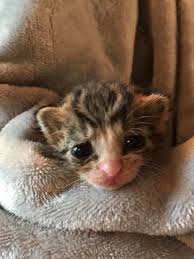This is also a good opportunity to determine whether your new kitty door needs additional staples to hold its shape over time. Family Wakes Up At Night To Find Kittens In Basement But They Don T Own A Cat Love Meow