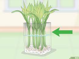 How To Propagate Lucky Bamboo 14 Steps With Pictures Wikihow Lucky Bamboo Plants Lucky Bamboo Bamboo Plant Care