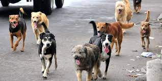 Este último héroe fue un callejero sin raza que viajó como polizón a las islas escondido entre los soldados del grupo de artillería 101 del ejército argentino, al que bautizaron tom. Dia Internacional Del Perro Callejero Lugares Para Adoptar Cambiar Su Vida Y La Tuya Infobae